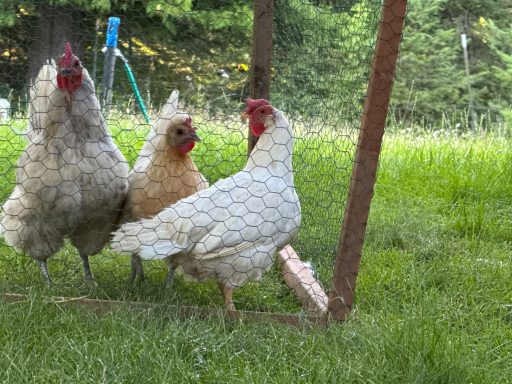 three hens 