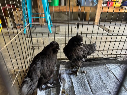 two black Polish cross hens