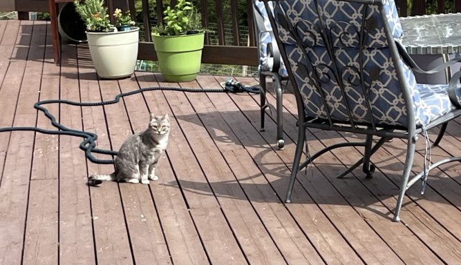 Maui gray and white striped cat
